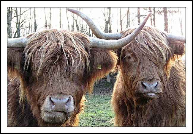 A close-up photograph of two highland cows staring at the viewer.