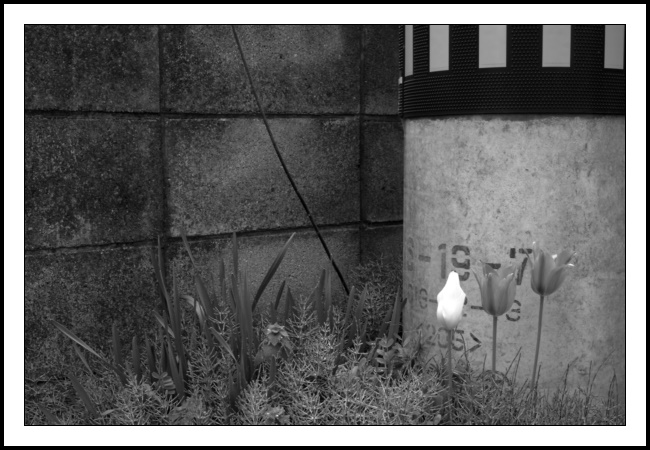 A black and white photograph of three tulips. One has a very white head. The other two are pale red. They are in the bottom right third of the frame and stand proud in front of the thick pole that supports electric wires (we don’t dig holes and bury our electricity in Japan) and fills most of the top right two thirds of the frame. Surrounding the tulips throughout the bottom third of the frame are green fronds of a plant I know not its name. They grow fast as they are overwhelming the green stalks of unflowering tulips to the left hand side of the frame. Trust me, the photo works well in black and white, there is plenty of contrast in play, so reading/being read this does allow you chance to understand the original colouring I assume. However, if you’ve never even seen these colours how does one go about explaining them? I really need to understand this much more. Feel free to drop me a message with any ideas. Anyway, back to the frame. Finishing off the photograph is the concrete blocks of a wall. The contract really brings out the rough texture of these blocks - they’re not something you want to rub your skin against. This was taken in early May 2025 and within a few days of taking the shot the green frondy things had doubled in height consuming the tulips along with most else.