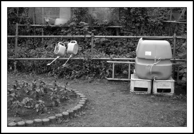 A black and white photograph of two watering cans, a large water container and a bed of flowers. The watering cans are next to each other on the top rung of a two rung ‘fence’ which is made of scaffolding rods. The cans are to the left of the picture about a third of the way down from the top. Their long spouts are pointing towards the ground. To the right of the shot, with its top level with the handles of the watering cans, is a very large almost-cubelike plastic water container. In the middle of the container is what seems like a handle which some twine has been tied to. A tap is positioned in the middle of the tank at the (obviously) bottom. The container is resting on two plastic beer crates (well this is Japan so they are actually crates for holding bottles of sake). In the bottom left of the photograph is a wood-lined flower bed with some just about to flower plants in. Nope…no idea what these plants were! The wood lining the flower bed is made of thickish tree branches pushed (probably banged) into the ground. Behind the water container is a ladder which has been placed on its edge. In an area where hosepipes abound, it is unusual to see watering cans in the wild, especially a pair. Not only do the cans water the plants they are also potentially used to bring water up from a nearby stream (it runs behind this garden underground but reappears the other side of the road which borders this garden (to the right of the photograph)). So from Lord Timothy George of Cornwall to John Cleese, the watering can has long been used to move water from point A to point B in the hope of flora flourishing.