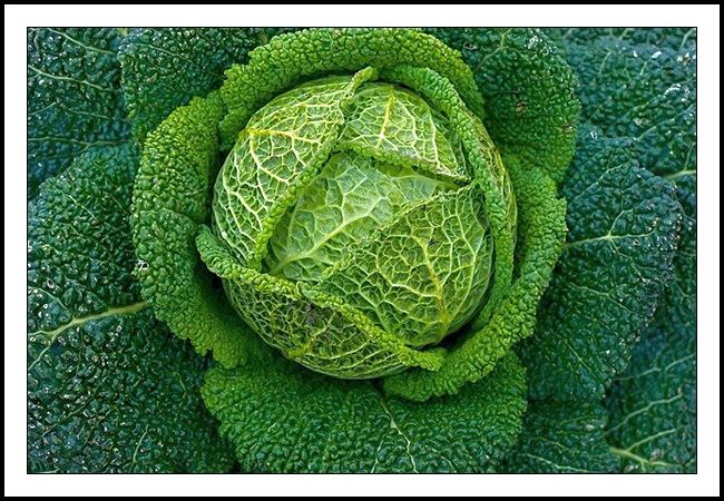 Photograph of the head of a savoy cabbage - Brassica oleracea var. sabauda L.