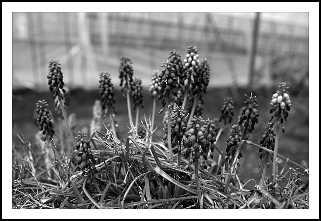 A black and white photograph of grape hyacinths